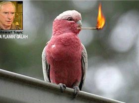 Flamin-galah[1]
