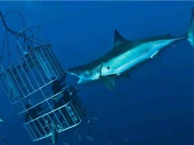 giant female shark off Guadalope Island