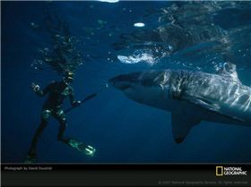 great-white-and-diver-649471-sw