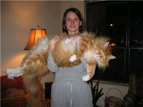 large cat