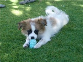 14338 220841177616 680287616 3542540 3324426 n.jpgRALPH -ANA -BLAZEN DOG