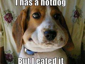 fc25595 wtf-funny-dog-pictures-i-has-a-hotdog-but-i-eated-