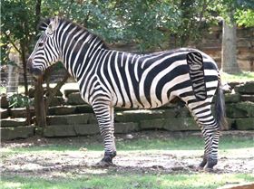 zebra copy