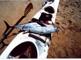 tuna with scar (Small)