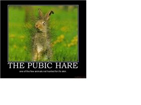hare