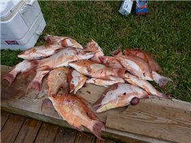 Hog fish speared with hawaiian sling and spear