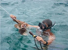 Lionfish on a spear courtesy, yours truly
