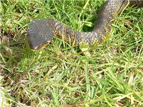 Snakes Alive!  Tiger tiger burning bright.