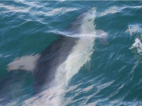 dolphins 27june2010 024