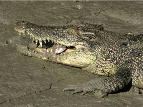 Estuarine Crocodile eating a salmon