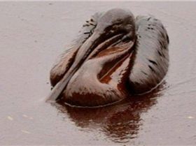 34236 411171251942 515606942 4714158 1193608 n