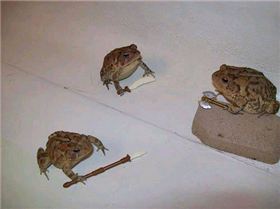 Battletoads 3D