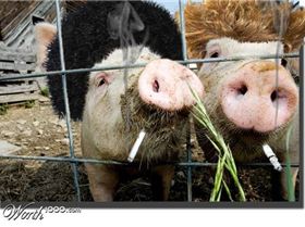 pigswithhairandsmokes