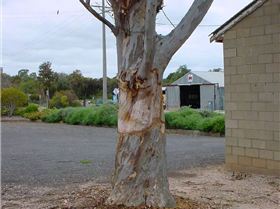 Galah ringbarks red gum 006