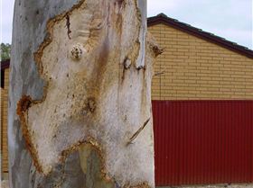 Galah ringbarks red gum 001