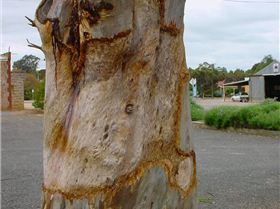 Galah ringbarks red gum 002