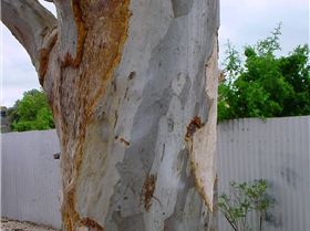 Galah ringbarks red gum 003