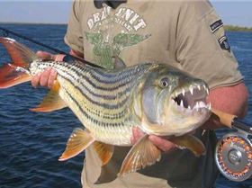 ZambeziTigerfish