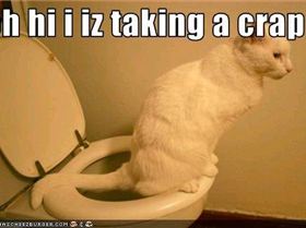 128823912254704980.jpgccrapping cat