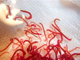 blood worms