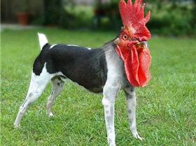 cockdog