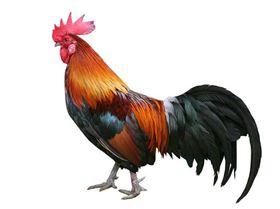 Wakey wakey - hands off snakey