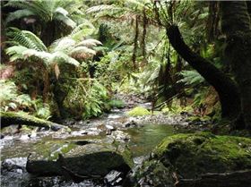 Tassie Rainforest