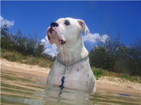 Sumo at the Sunshine Coast