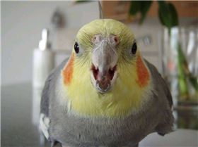 Attacking Cockatiel