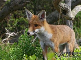 Red Fox 5974