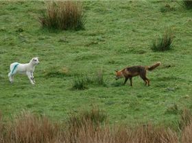 Foxkilllamb