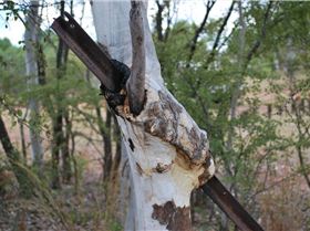 WA Aug Sept 2008 (82)