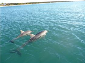 Dolphins