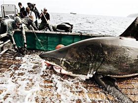 891942-landing-kieko-shark-mercboat-lifting-from-water-davidolsonwaterc