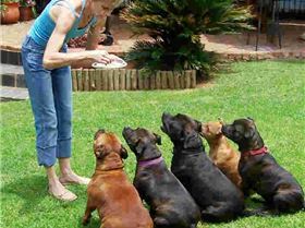 Staffordshire Bull terriers