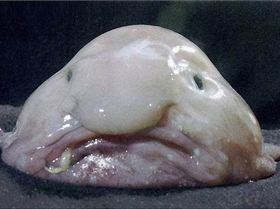 Extremely-ugly-animals-Blobfish