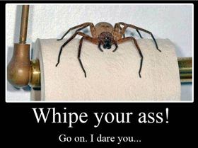 australia-spider-toilet-roll