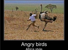 angry birds