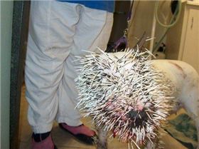 pitbull porcupine