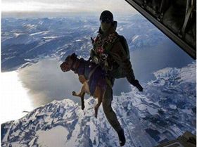 dog flight