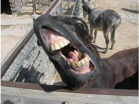 donkey1