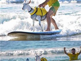 GoatSurfer