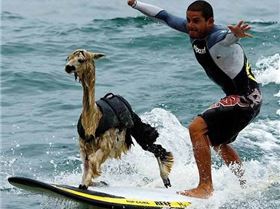 llamasurfing