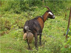 800px-E9426-Wattamolla-Goat-trying-to-get-over-the-fence