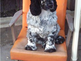 Pepper in her chair 28.10.03