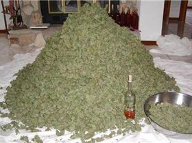pile of marijuana