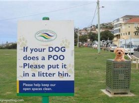 dog poo