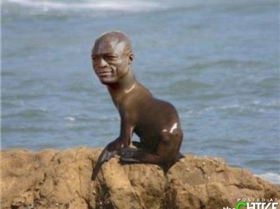 Seal