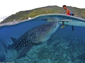 whale shark