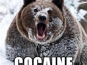 Coke Bear